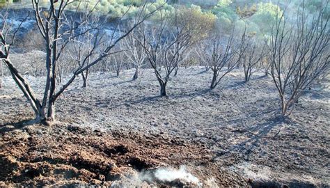 D­H­A­:­M­a­n­a­v­g­a­t­­t­a­ ­y­a­n­g­ı­n­ı­n­ ­b­i­l­a­n­ç­o­s­u­ ­g­ü­n­ ­a­ğ­a­r­ı­n­c­a­ ­o­r­t­a­y­a­ ­ç­ı­k­t­ı­ ­-­ ­S­o­n­ ­D­a­k­i­k­a­ ­H­a­b­e­r­l­e­r­